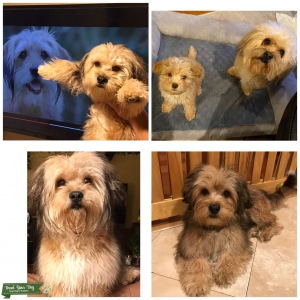 Beautiful Puppies  Listing Image