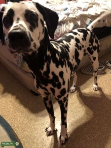 Dalmatian stud  Listing Image