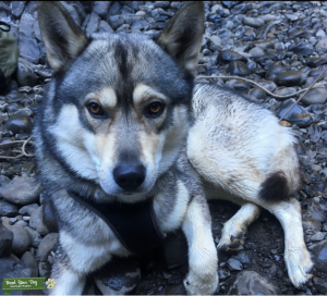 Husky Shepherd Stud Listing Image