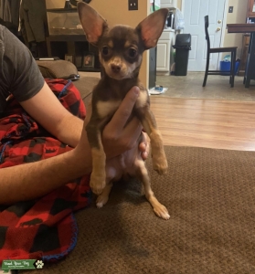Looking for female to breed with my male chihuahua  Listing Image