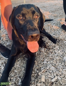 Purebred Lab  Listing Image