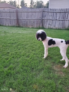 Black & white standard parti poodle  Listing Image