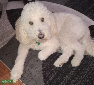 Goldendoodle Stud Listing Image