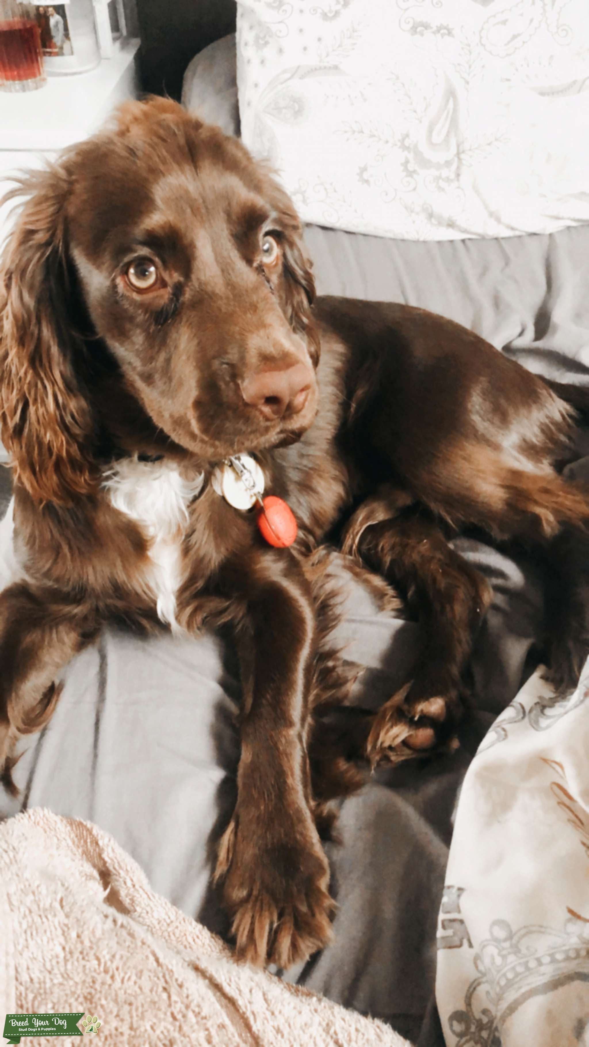 Cocker spaniel stud dog Stud Dog Hampshire Breed Your Dog