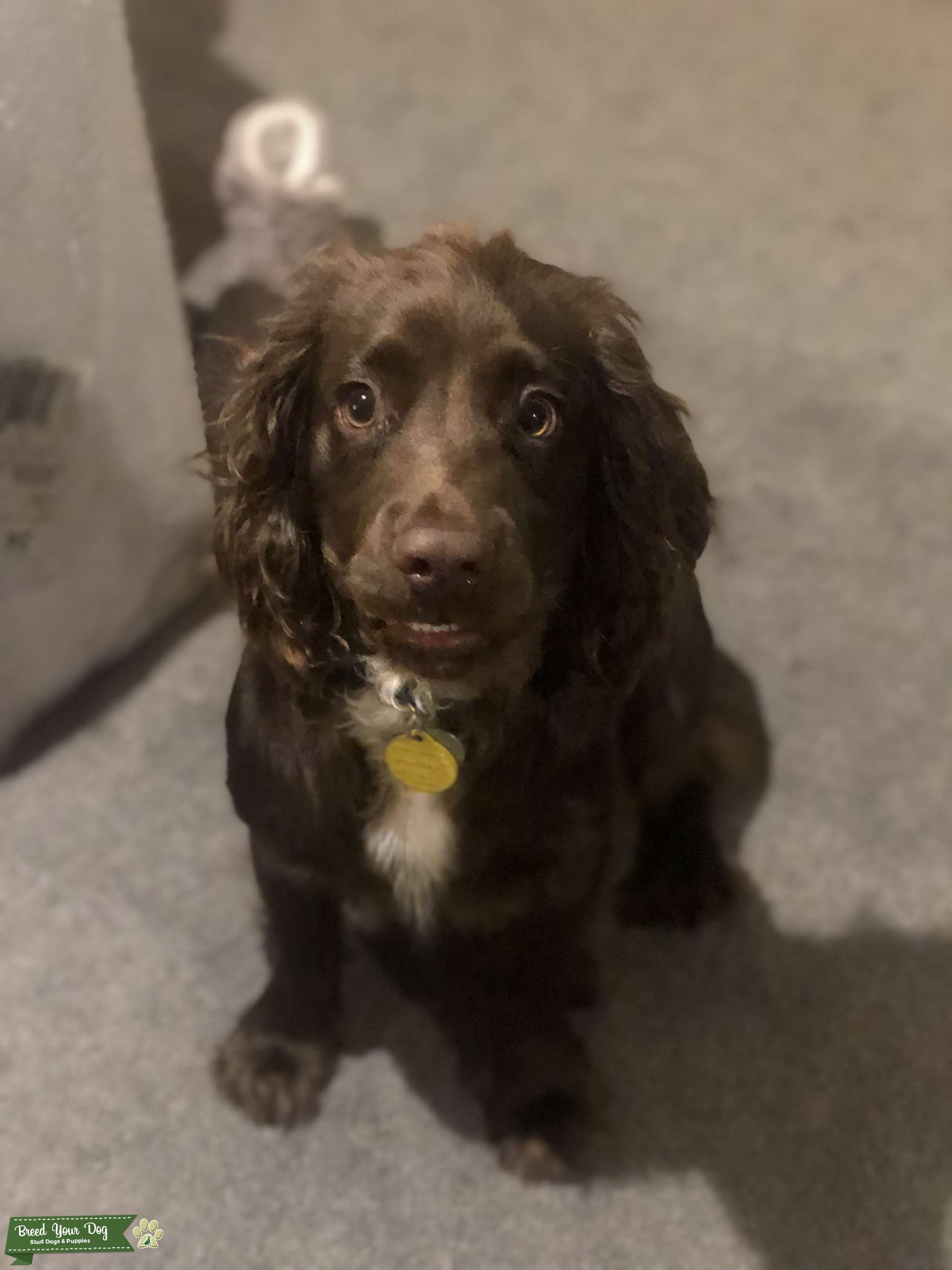 Cocker spaniel stud dog Stud Dog Hampshire Breed Your Dog