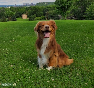Looking to breed Red Bi-color Australian Shepard Listing Image