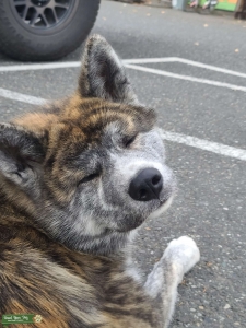 Japanese akita available to stud Listing Image