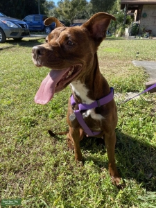 Pit bull/ Labrador Listing Image