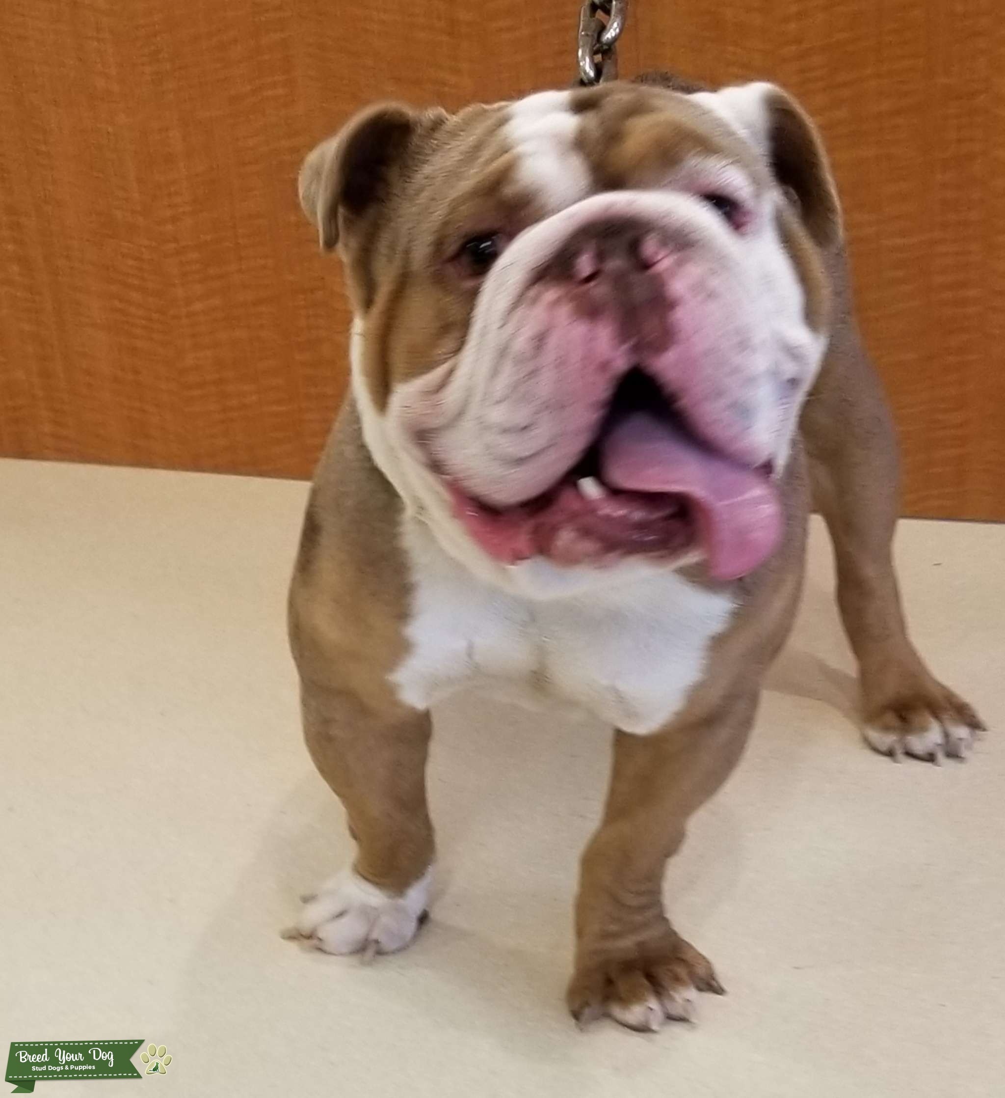 Olde English Bulldogge Stud Dog Cincinnati Ohio Breed Your Dog