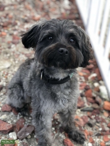 Stud Yorkiepoo Listing Image
