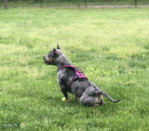 Female Amstaff Looking for stud Listing Image