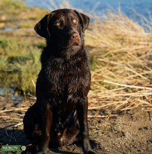 Chocolate Labrador retriever  Listing Image