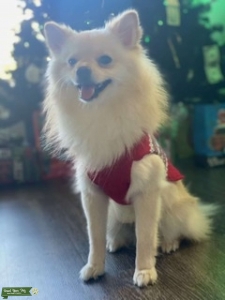 Looking for girlfriend  Listing Image