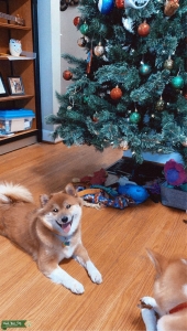 Wolly Shiba Inu Female  Listing Image