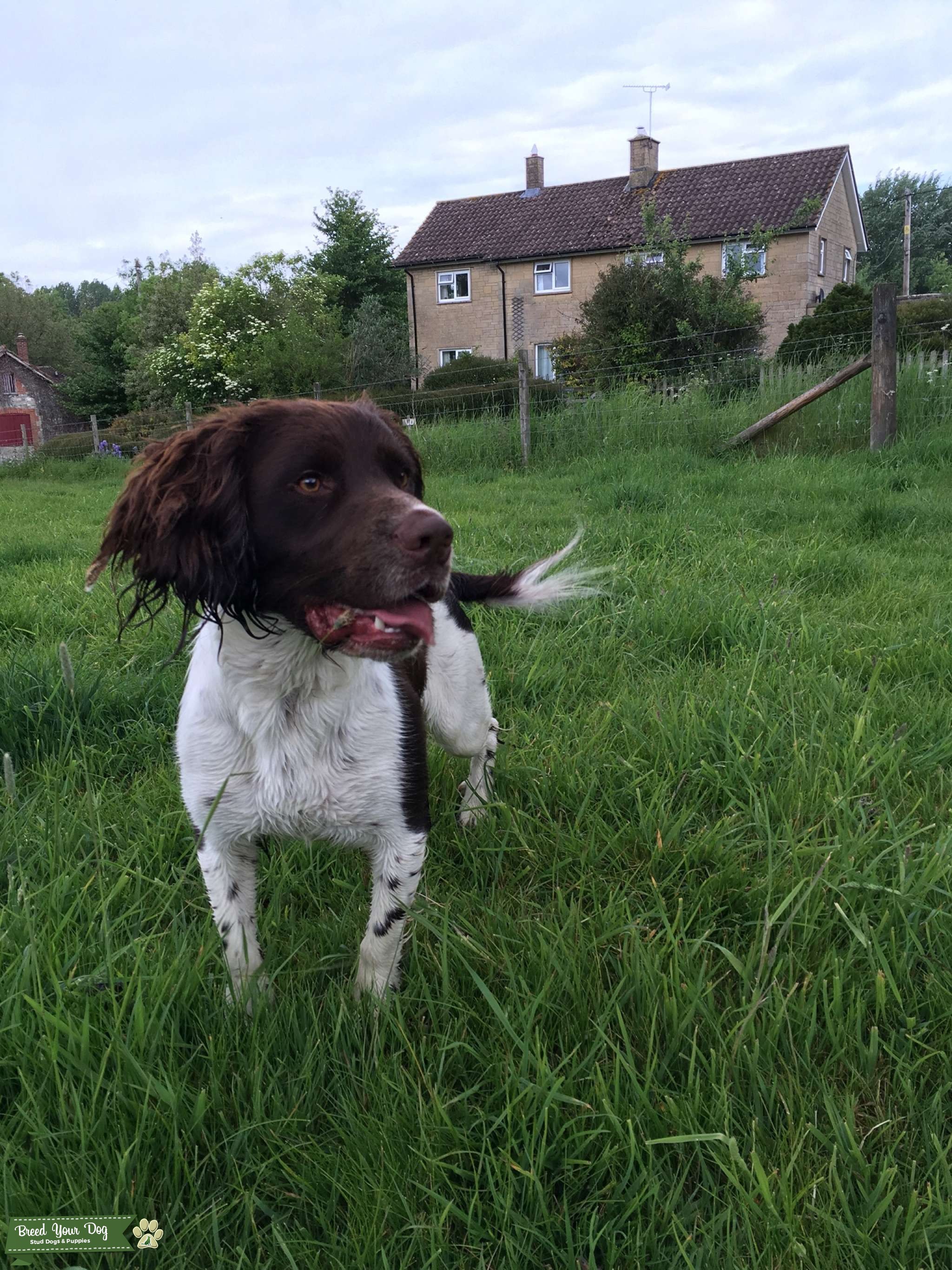 Stud Stud Dog in Wiltshire , United States Breed Your Dog