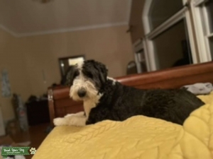 Sheepadoodle stud Listing Image