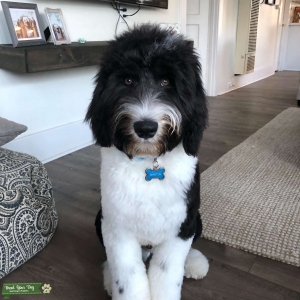 Sheepadoodle stud Listing Image