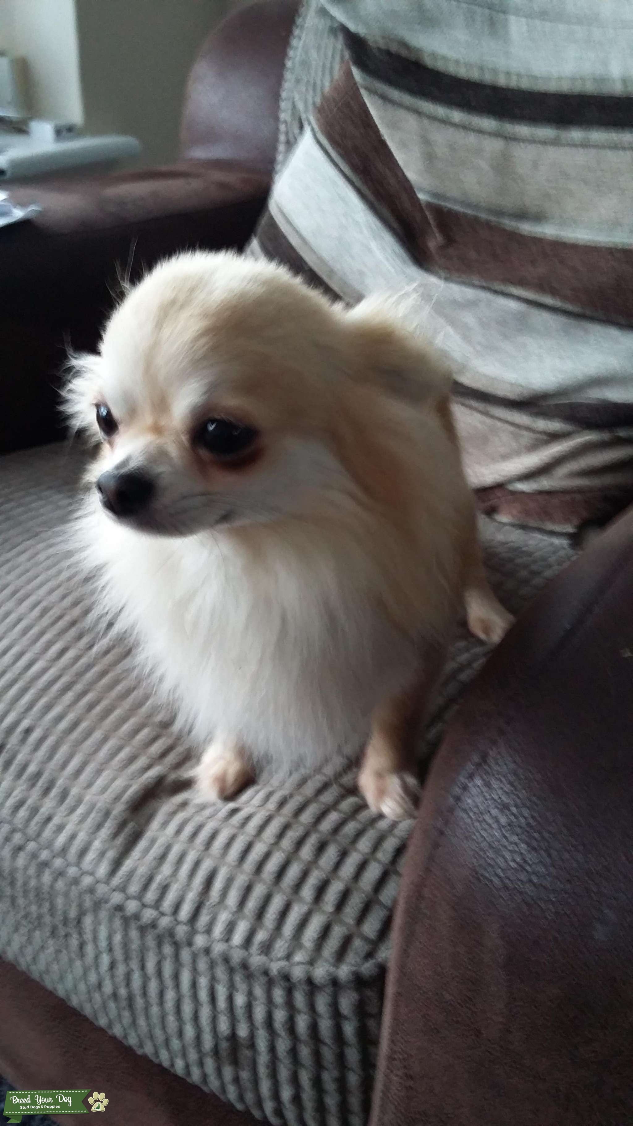 Chihuahua long coat kc registered import Stud Dog in Whitley bay , the United States Breed