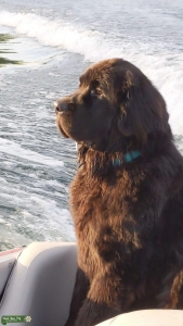 Full Blooded all Black Newfoundland Listing Image