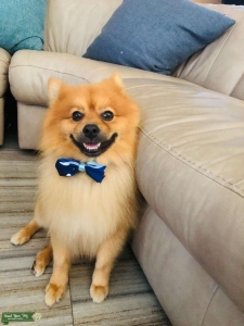 Ceaser the Pomeranian mix Listing Image