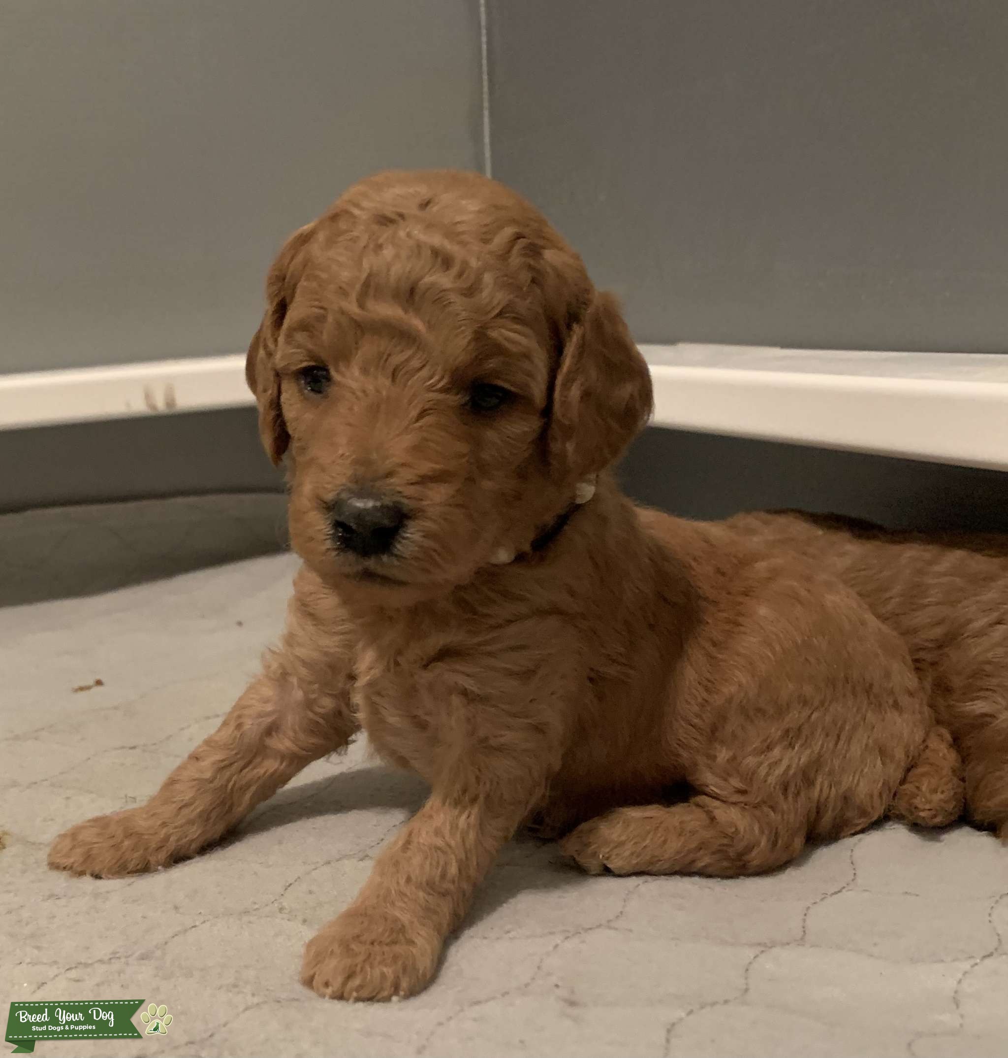 Moyen Poodle Stud Dog in West Virginia , the United States Breed
