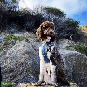 Chocolate Parti Poodle Stud in the Bay Area Listing Image