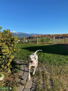 Seeking a Purebred Stud Listing Image