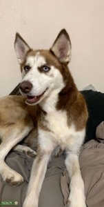 AKC Siberian Husky Listing Image