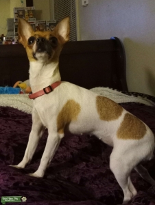 Chihuahua Listing Image