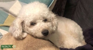 Stud Dog - Toy Poodle  Listing Image