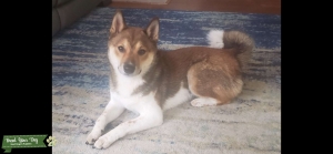 AKC registerd Shiba Inu Handsome Male Listing Image