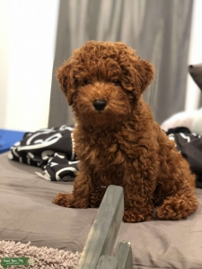 Pure Red Toy Poodle Stud  Listing Image