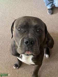 Cane Corso Listing Image