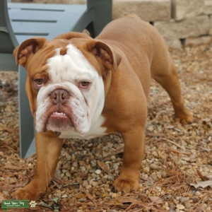 Chocolate English Bulldog w/ Fawn & White Listing Image