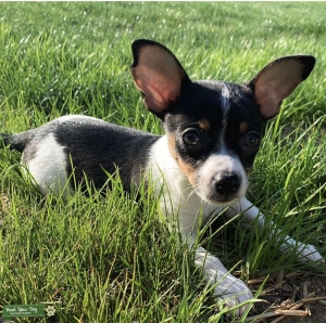 Chihuahua Jack Russell Mix Stud Listing Image