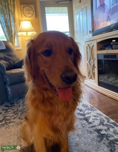 Purebred Golden Retriever Stud looking for Poodle Listing Image