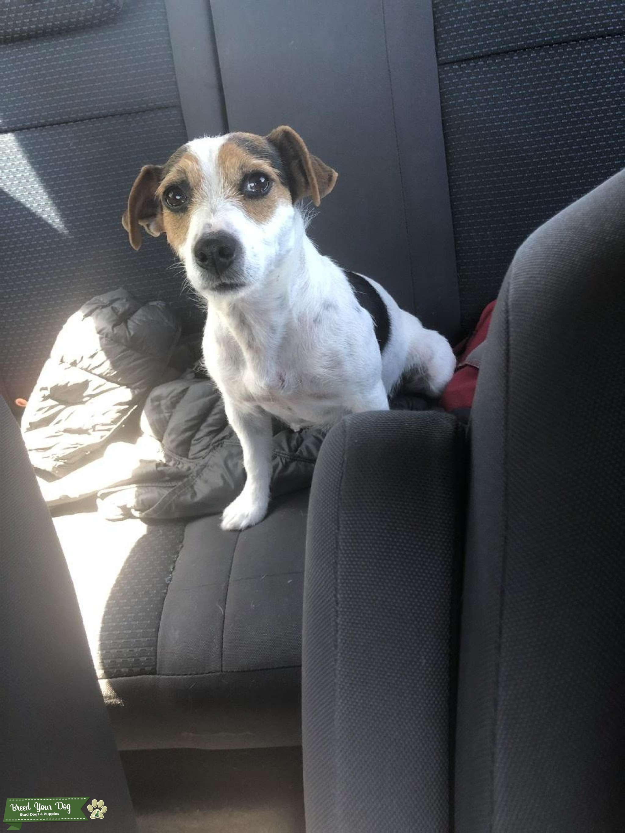 Calm and intelligent Female jack russel Stud Dog in Snohomish, the