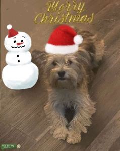 Looking to breed Listing Image