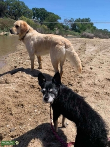 pure bred golden retriever  Listing Image
