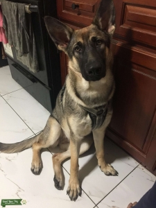 Looking for a GSD STUD Listing Image