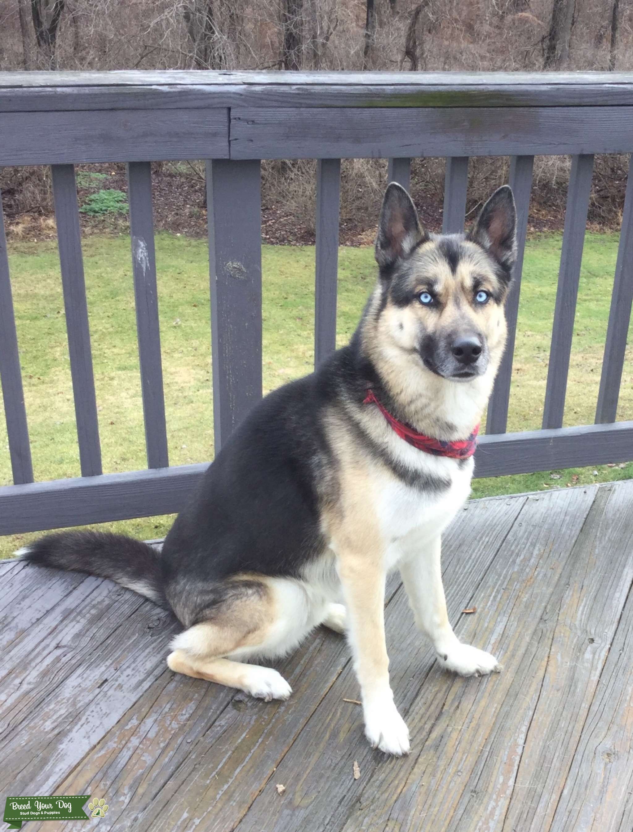 Siberian Husky German Shepherd mix (Gerberian Shepsky) Stud Dog in Pennsylvania , the United