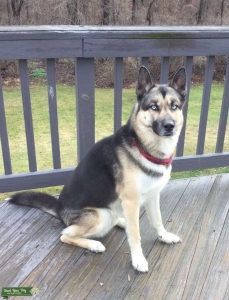 Siberian Husky German Shepherd mix (Gerberian Shepsky) - Stud Dog in