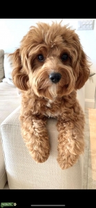 Brown/Red Cavapoo with white marks  Listing Image