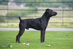 Handsome patterdale dog for stud Listing Image
