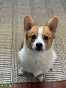Corgi Pomeranian  Listing Image