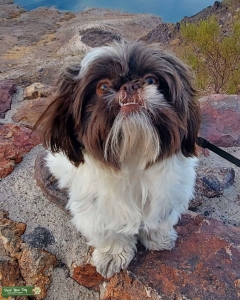 Purebred Shihtzu (male) Listing Image