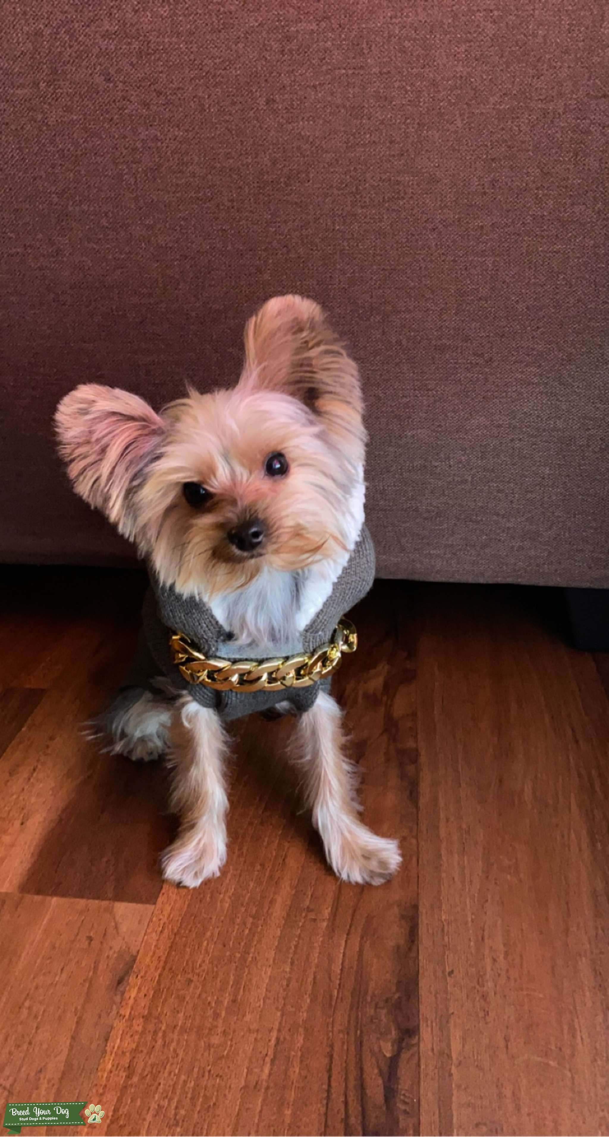 Teacup Yorkie Stud Dog San Jose ca Breed Your Dog