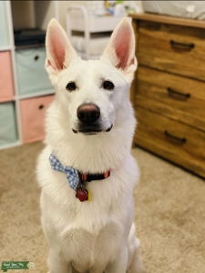 White German Shepherd Stud AKC Listing Image