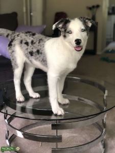 Pomsky&border collie & blue heeler stud Listing Image