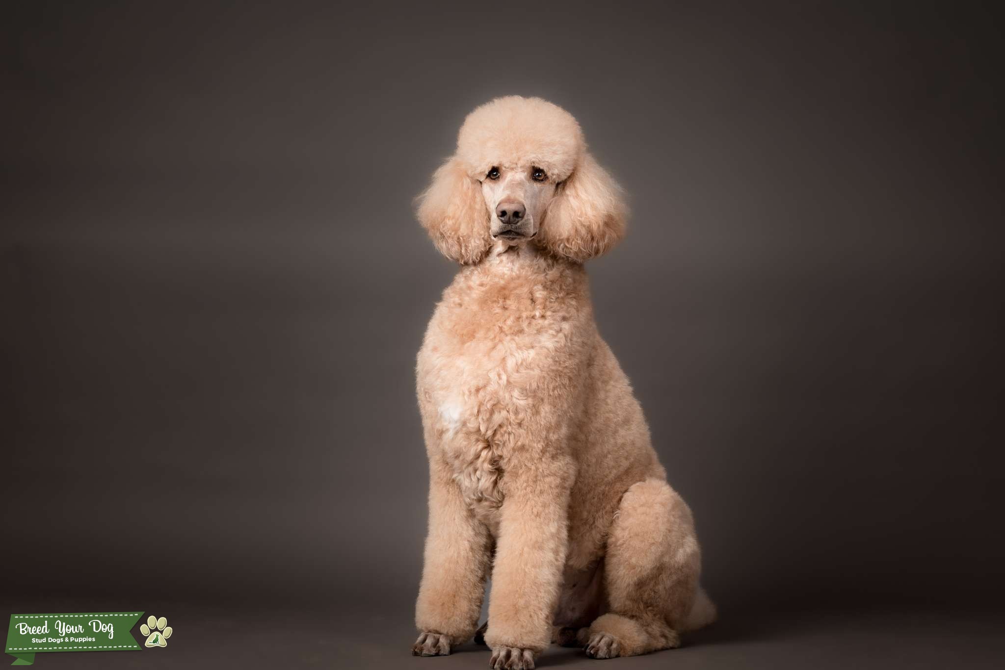 Proven AKC Red Standard Poodle Stud Stud Dog in Lexington, the United States Breed Your Dog